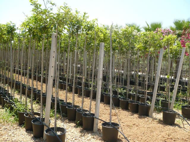 IMAGE0