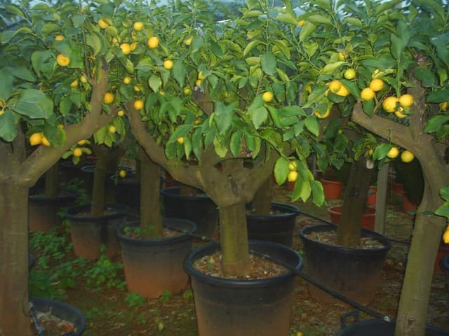 IMAGE2