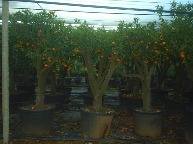 IMAGE3