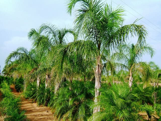 IMAGE1