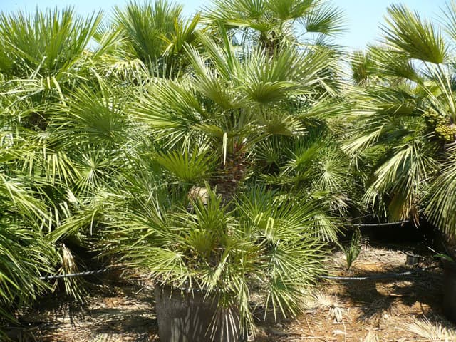 IMAGE3