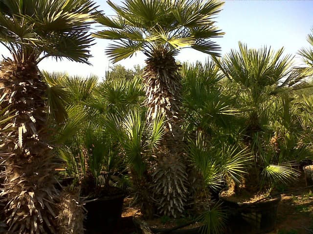 IMAGE5
