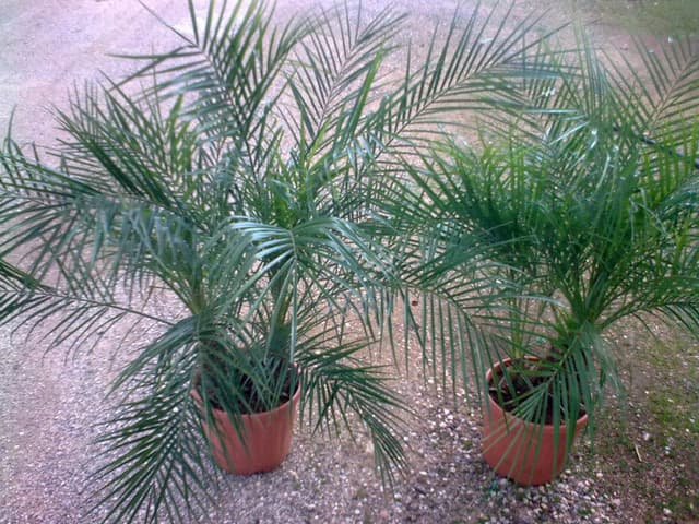 IMAGE10