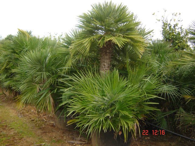 IMAGE21