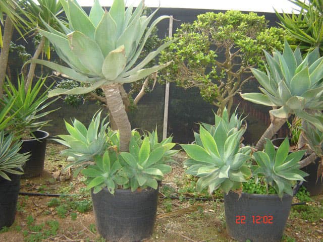 IMAGE2