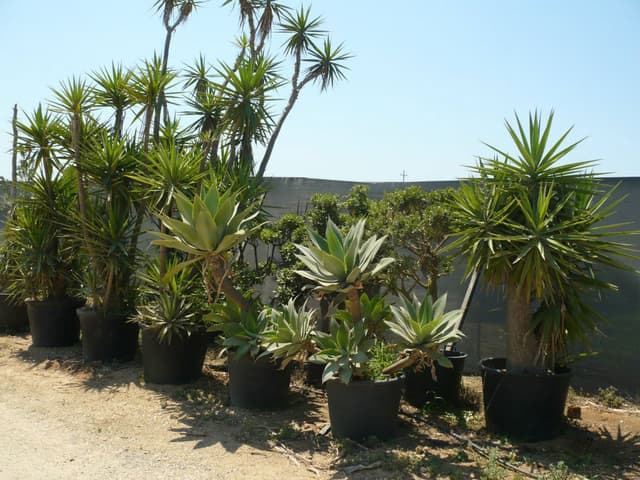 IMAGE6