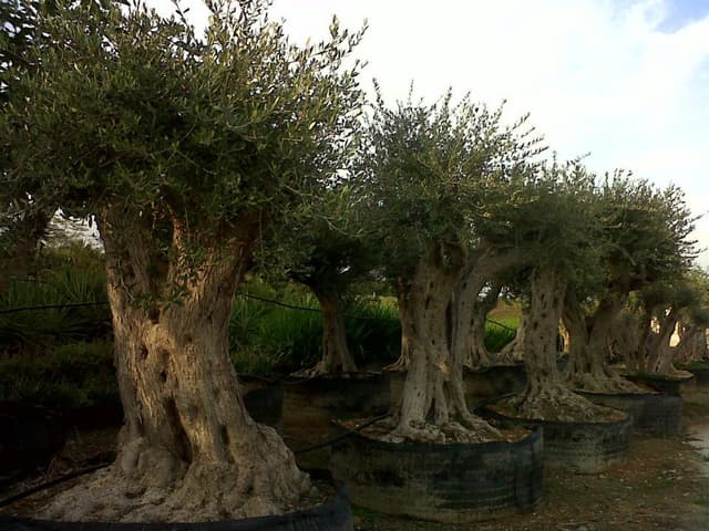 IMAGE0