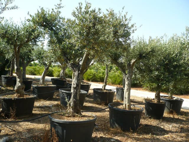 IMAGE2