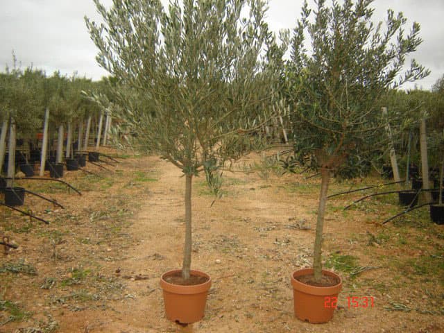 IMAGE4