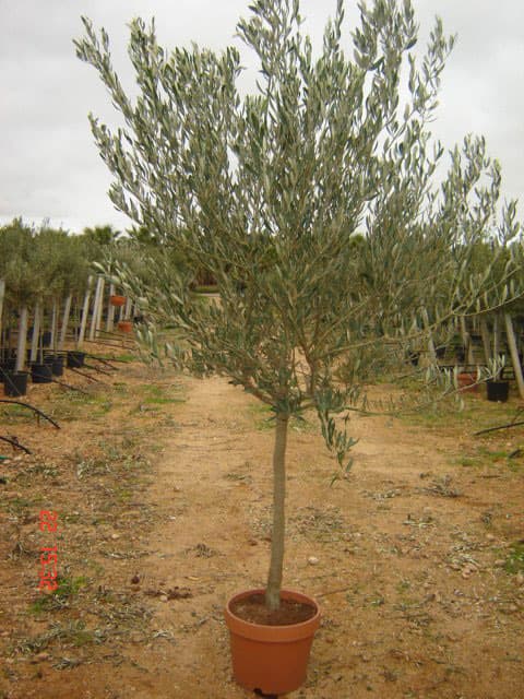 IMAGE5