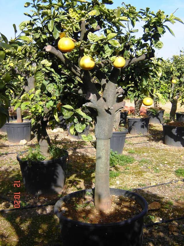 IMAGE2